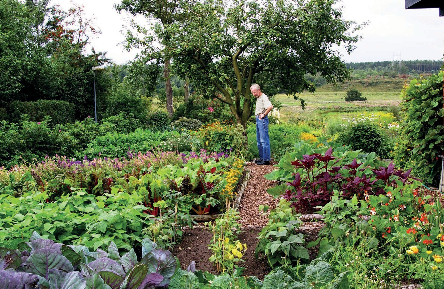 Anders Bech i sin køkkenhave